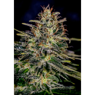 Flor de Lemon Trip da Positronics em ponto de colheita, alongada, com pistilos claros e tricomas brilhantes