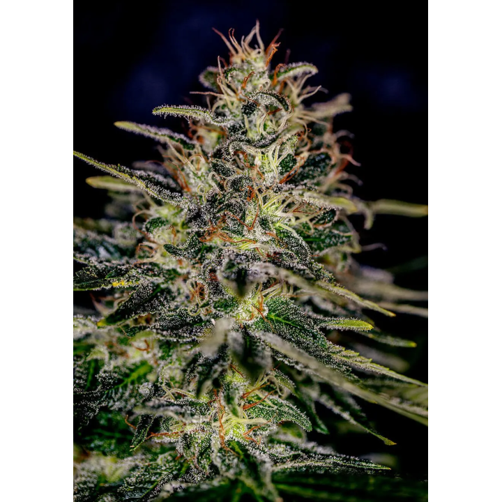Flor de Lemon Trip da Positronics em ponto de colheita, alongada, com pistilos claros e tricomas brilhantes