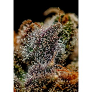 Cola central de Chizpa by Zatu da Positronics, alongada e coberta de resina, com pistilos alaranjados