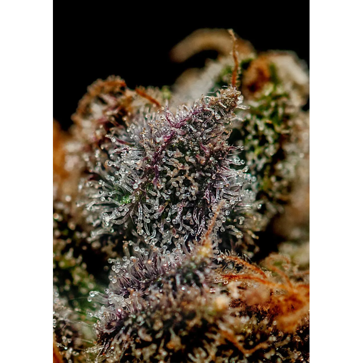Cola central de Chizpa by Zatu da Positronics, alongada e coberta de resina, com pistilos alaranjados