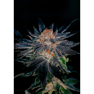 Flor compacta de Gelato#47 da Positronics coberta de tricomas, com tons escuros e pistilos alaranjados