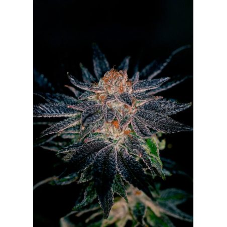 Semente Gelato 47 da Positronics Seeds - AK47 × Gelato 85 | Pyramid Seeds Brasil