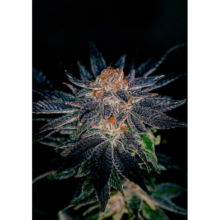 Flor compacta de Gelato#47 da Positronics coberta de tricomas, com tons escuros e pistilos alaranjados