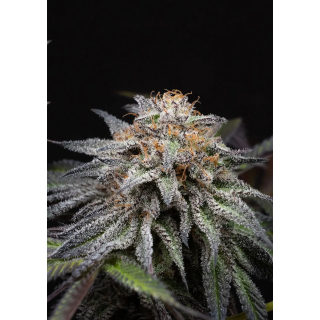 Flor resinosa de Alien Cookies Fast Version da Positronics, com pistilos laranja e folhas escuras ao redor