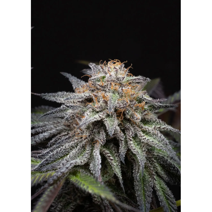 Flor resinosa de Alien Cookies Fast Version da Positronics, com pistilos laranja e folhas escuras ao redor