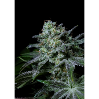 Bud compacto e resinoso da Cream Kong da Positronics, com pistilos alaranjados e camada densa de tricomas