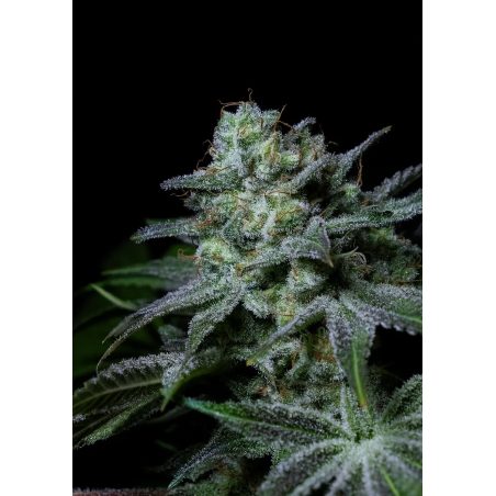 Semente Cream Kong da Positronics Seeds - Runtz × Gorilla, 20-24% de THC | Pyramid Seeds Brasil