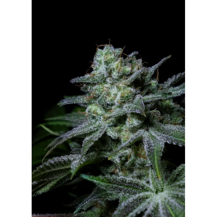 Bud compacto e resinoso da Cream Kong da Positronics, com pistilos alaranjados e camada densa de tricomas
