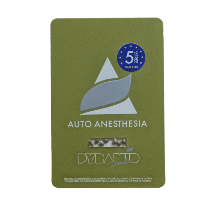 Auto Anesthesia – índica potente e produtiva | Pyramid Seeds