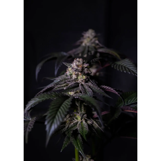 Bud denso de Oreoz Milkshake da Positronics coberto de tricomas brancos, com pistilos alaranjados no centro