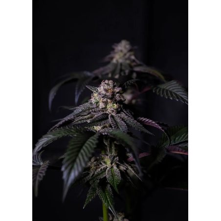 Semente Oreoz Milkshake da Positronics Seeds - Cookies & Cream × Secret Weapon × SFV OG, 22-25% de THC | Pyramid Seeds Brasil