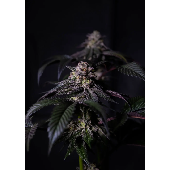 Bud denso de Oreoz Milkshake da Positronics coberto de tricomas brancos, com pistilos alaranjados no centro