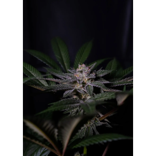 Bud frutado de Rainbow Flakes da Positronics, com tricomas brilhantes e pistilos alaranjados bem visíveis