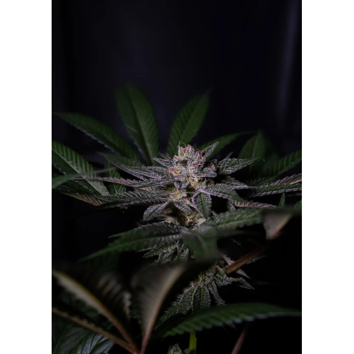 Bud frutado de Rainbow Flakes da Positronics, com tricomas brilhantes e pistilos alaranjados bem visíveis