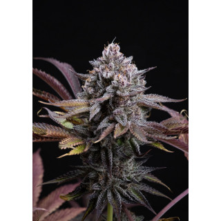 Bud denso e resinoso da Spicy Cherry da Positronics, com tons escuros e pistilos alaranjados entre os tricomas