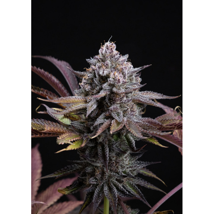 Bud denso e resinoso da Spicy Cherry da Positronics, com tons escuros e pistilos alaranjados entre os tricomas