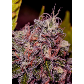 Ramo de Caramelice em floração, variedade cítrica da Positronics com flores compactas em caules finos