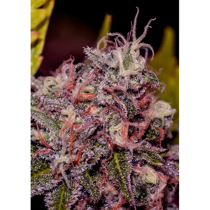 Ramo de Caramelice em floração, variedade cítrica da Positronics com flores compactas em caules finos