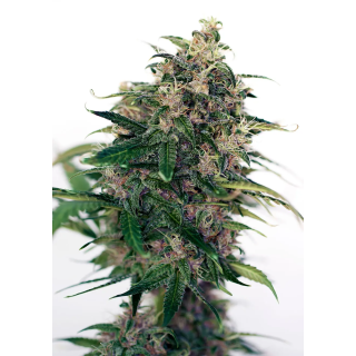 Flor resinosa de Somango 47 Auto da Positronics com pistilos alaranjados no ponto de colheita