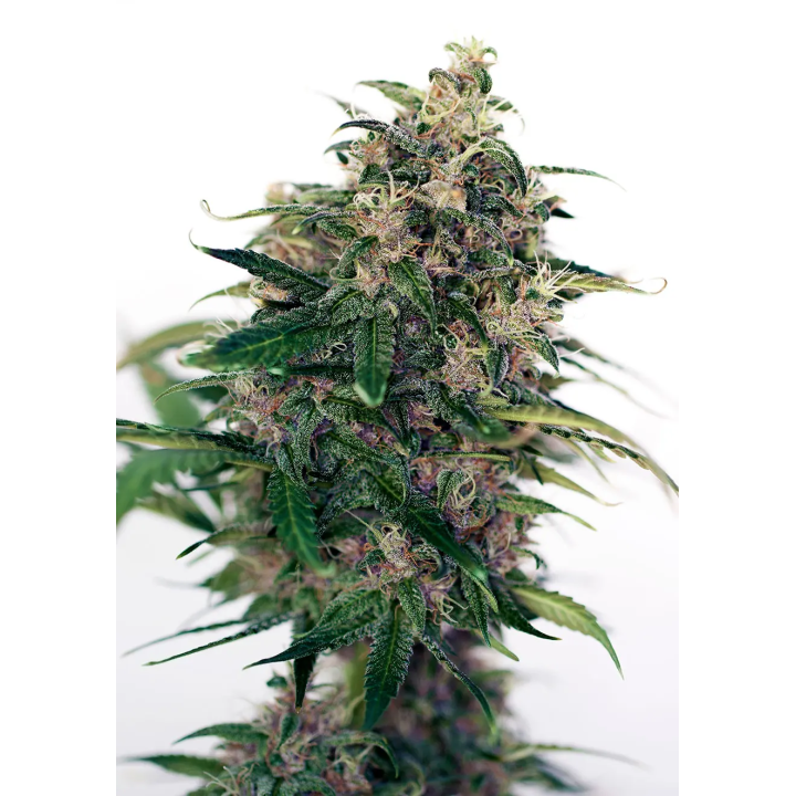 Flor resinosa de Somango 47 Auto da Positronics com pistilos alaranjados no ponto de colheita