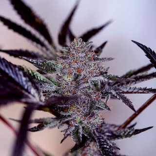 Flor roxa de Purple Cherry Auto da Positronics, com tricomas brancos e folhas escuras ao redor