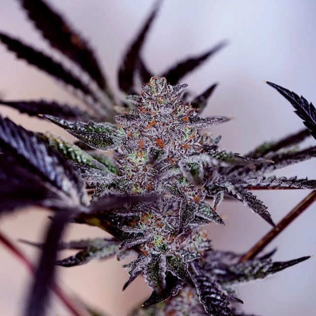 Flor roxa de Purple Cherry Auto da Positronics, com tricomas brancos e folhas escuras ao redor