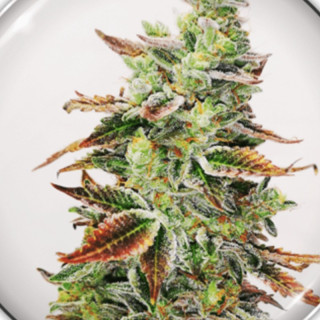Flor compacta de Banana Purp da Medical Seeds, com pistilos alaranjados e camada densa de tricomas