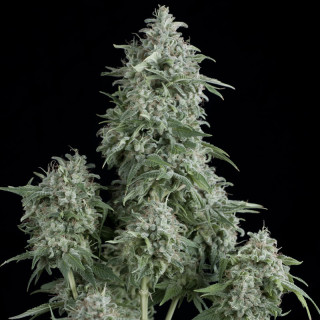 Planta da Anubis da Pyramid Seeds com flores densas, aroma doce e estrutura compacta típica de índica