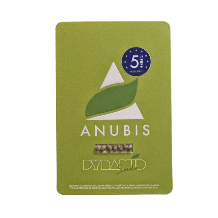 Planta da Anubis da Pyramid Seeds com flores densas, aroma doce e estrutura compacta típica de índica