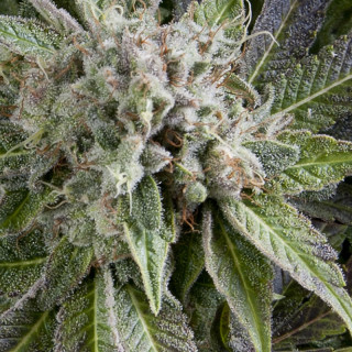 Planta da Auto Blue Pyramid da Pyramid Seeds com flores densas, cor azul metálica e aroma doce de frutas maduras