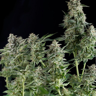 Planta da Northern Lights da Pyramid Seeds com estrutura compacta, flores densas e resinosas e aroma suave e pouco evidente