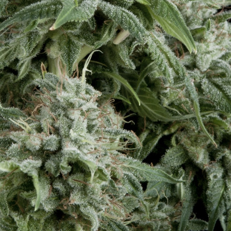 Semente Auto Northern Lights - automática índica de baixo odor | Pyramid Seeds Brasil