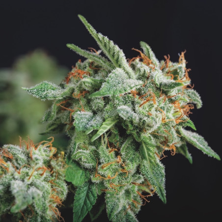 Semente Northern Lights x Runtz - 27% THC, linha Gold | Pyramid Seeds Brasil