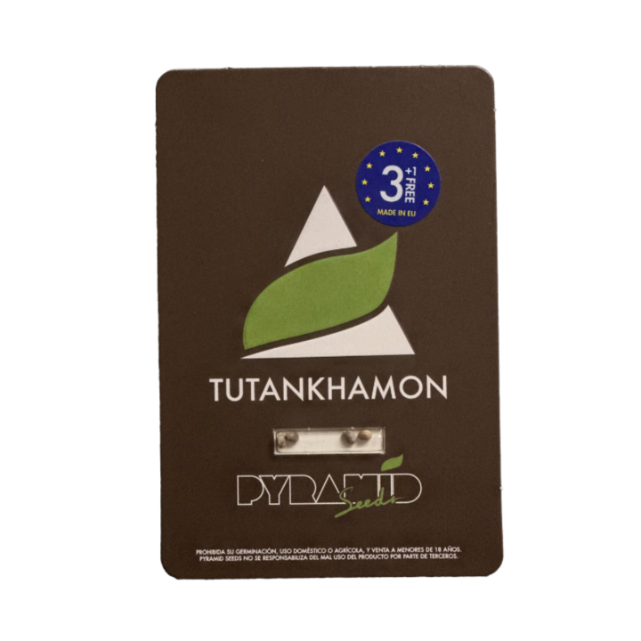 Sementes de maconha Tutankhamon da Pyramid Seeds — genética exclusiva AK-47 com potência e qualidade premium