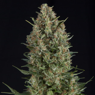 Wembley Pyramid Seeds – planta índica compacta com flores densas e tons esverdeados cobertos de resina.