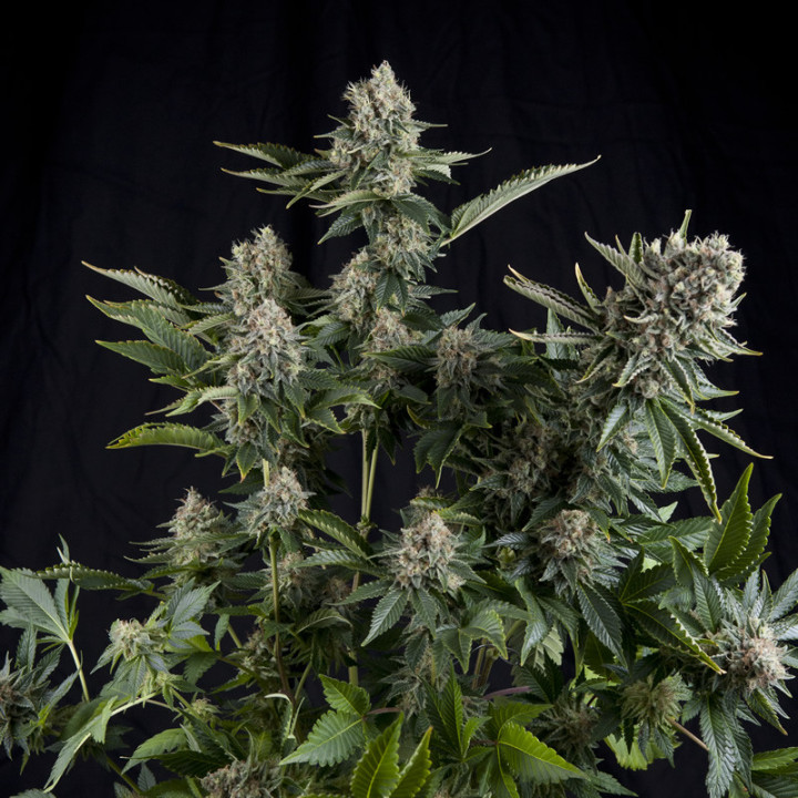 White Widow Pyramid Seeds – planta híbrida com flores densas e brancas cobertas por cristais de resina.