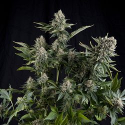 Semente White Widow CBD da Pyramid Seeds - 15-21% de CBD e 7-12% de THC | Pyramid Seeds Brasil