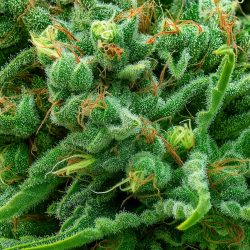 Semente Auto White Widow CBD da Pyramid Seeds - automática com 10-15% de CBD | Pyramid Seeds Brasil
