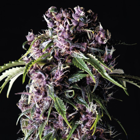 Semente Purple - representante das genéticas roxas no catálogo Pyramid Seeds