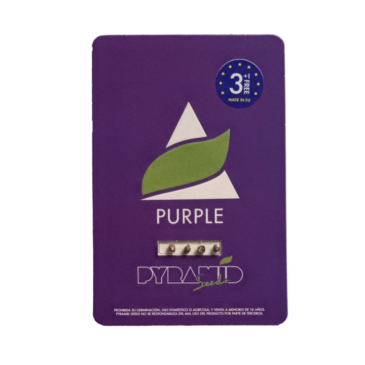 Embalagem das sementes Purple da Pyramid Seeds — variedade feminizada com genética clássica e tons roxos característicos.