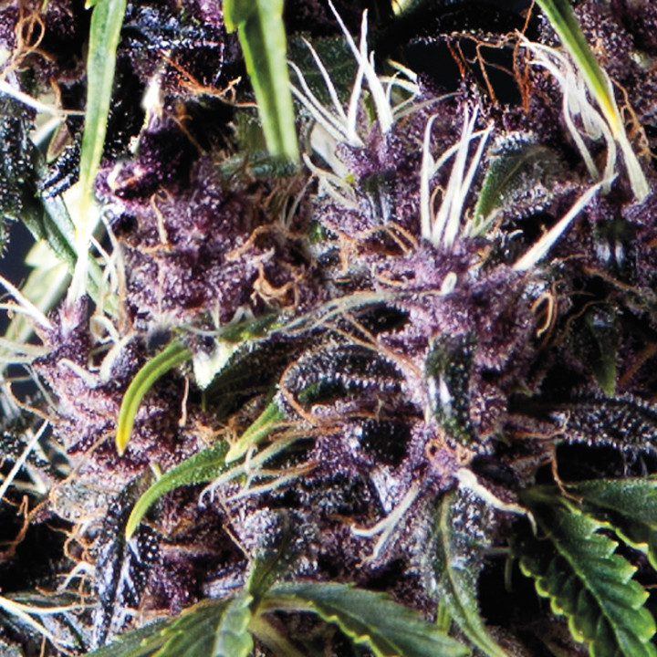 Planta de cannabis Auto Purple da Pyramid Seeds — coloração roxa natural, botões densos e aroma frutado.