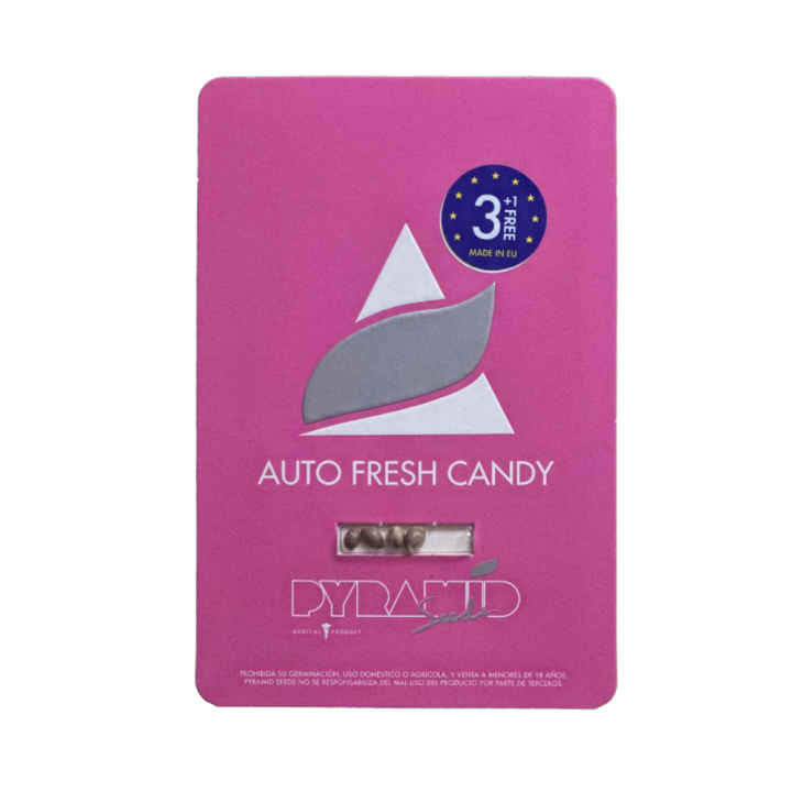 Auto Fresh Candy Pyramid Seeds – planta autoflorescente com buds densos, tons verde-claros e resina abundante
