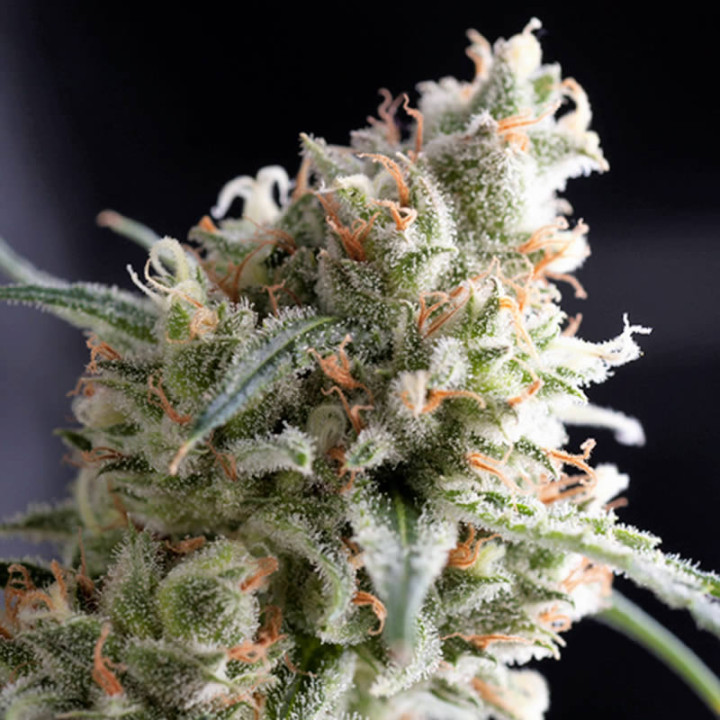 Kukulkán Pyramid Seeds – planta feminizada com buds densos, cobertos de resina, tons verdes brilhantes e aroma doce-terroso.