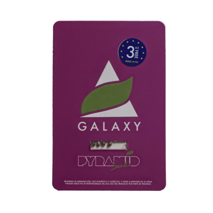 Galaxy Pyramid Seeds – planta feminizada com buds enormes, altamente resinosos e aroma de influência Northern Lights.