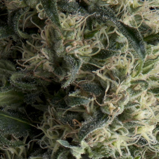 Auto Galaxy Pyramid Seeds — flores densas, resinosas e aromáticas