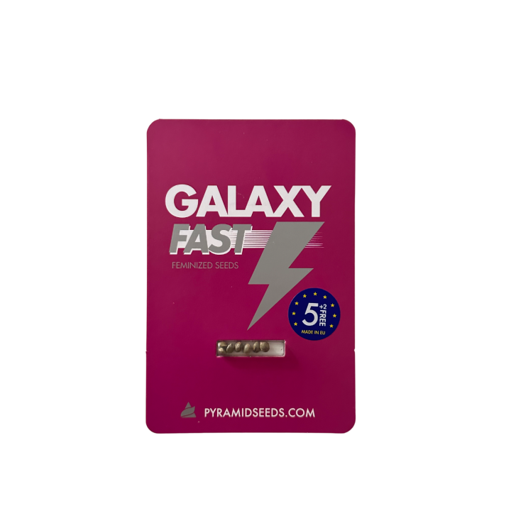 Sementes Galaxy Fast Pyramid Seeds – versão de floração rápida da genética Afghani × Northern Lights
