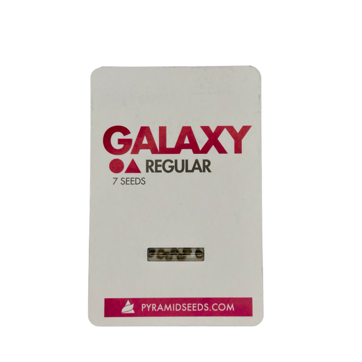 Sementes Galaxy Regular Pyramid Seeds – genética clássica Afghani × Northern Lights em versão regular