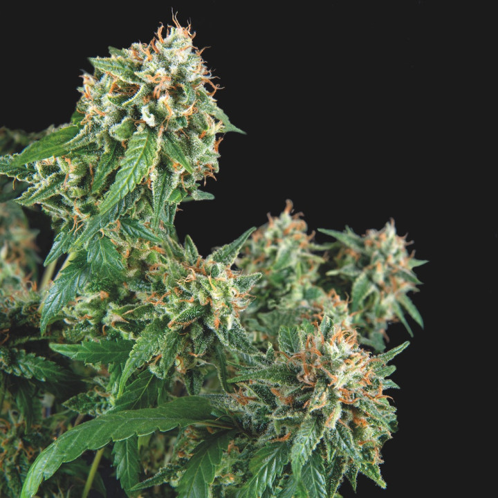 Galaxy Regular Pyramid Seeds – planta regular Afghani × Northern Lights com buds densos e resinosos
