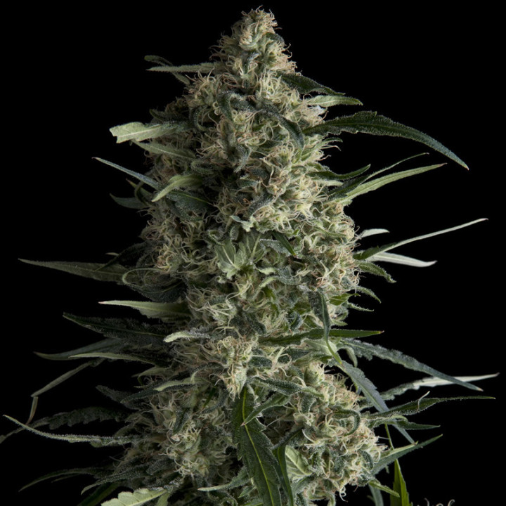 Galaxy CBD Pyramid Seeds – planta CBD com buds densos, baixo THC e genética Afghani × Northern Lights
