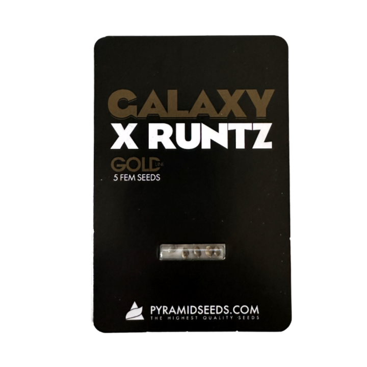 Sementes Galaxy x Runtz Pyramid Seeds – híbrido GOLD Line Galaxy × Runtz com aroma intenso e alta potência